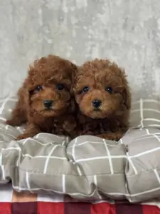 Мини щенки той-пудель китай