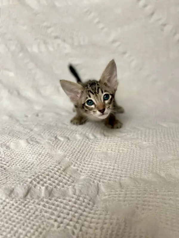 Котята петерболд