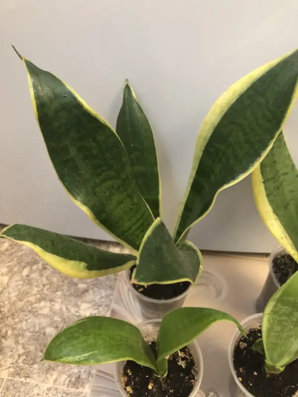 Комнатные растения - Сансевиерия Футура Суперба - Вся Беларусь - Фото 2 Сансевиерия Футура Суперба - Вся Беларусь - 229804 - Доска объявлений Kupika.by - Фото 2