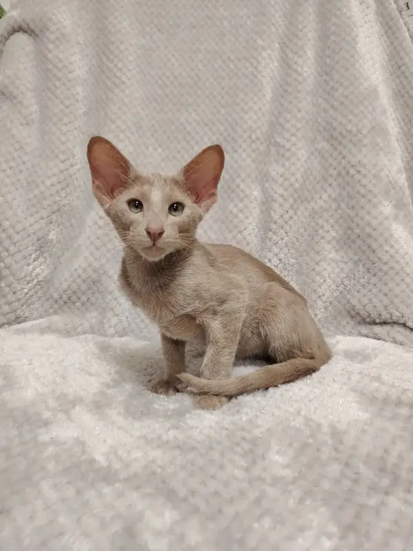 Ориентальные котята - Ошмяны - 178789 - Доска объявлений Kupika.by - Фото 4