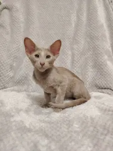 Ориентальные котята