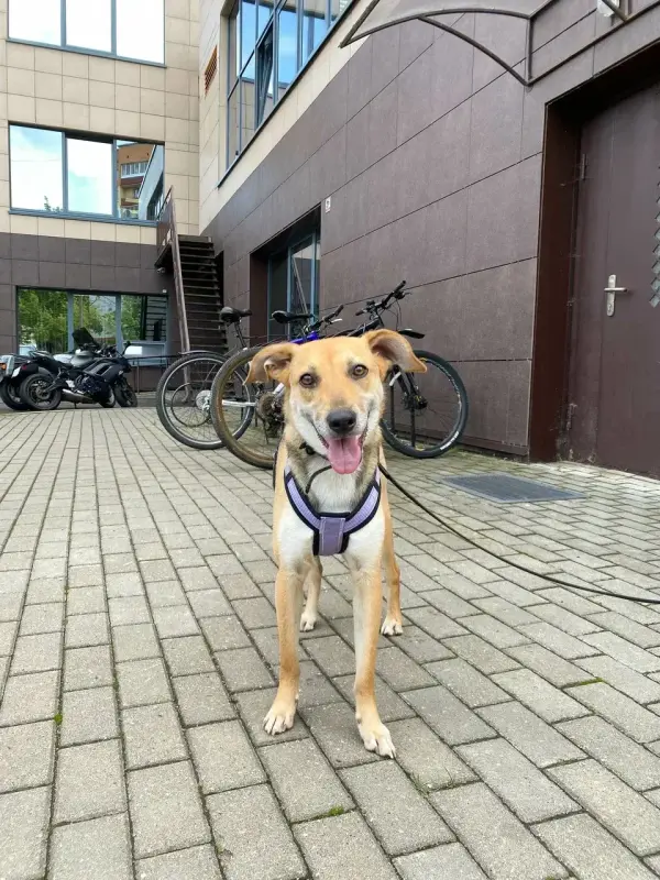 Собака девочка Миюшка с добрые руки - Вся Беларусь - 231350 - Доска объявлений Kupika.by - Фото 5