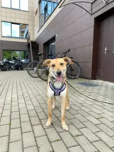 Собака девочка Миюшка с добрые руки