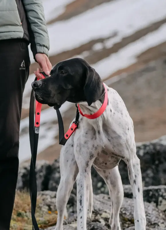 Собаки - Щенки Английского пойнтера - Вся Беларусь - Фото 3 Щенки Английского пойнтера - Вся Беларусь - 230326 - Доска объявлений Kupika.by - Фото 3