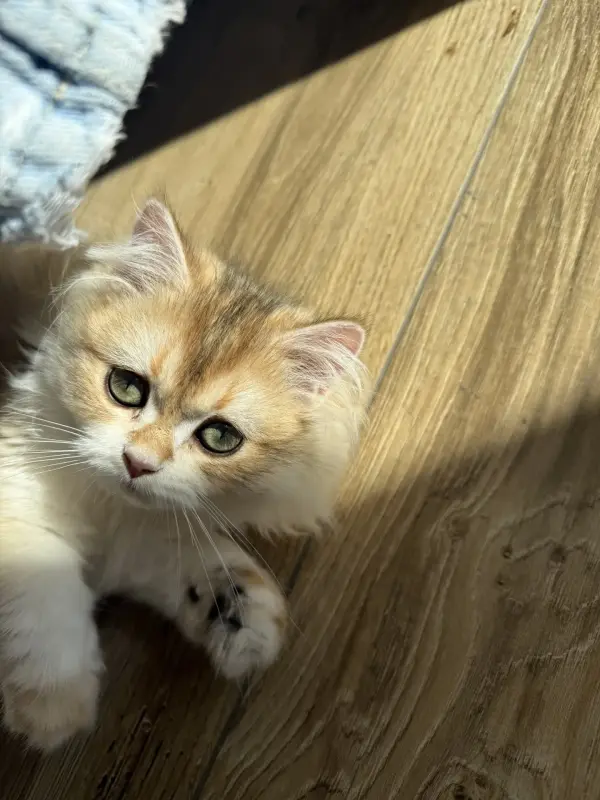 Кошки - Котенок британской длинношерстной в окрасе золотая шиншилла - Вся Беларусь - Фото 3 Котенок британской длинношерстной в окрасе золотая шиншилла - Вся Беларусь - 229383 - Доска объявлений Kupika.by - Фото 3