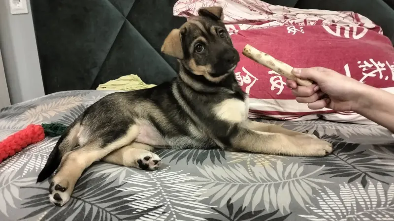 Собаки - Щенок - Вся Беларусь Щенок - Вся Беларусь - 229156 - Доска объявлений Kupika.by