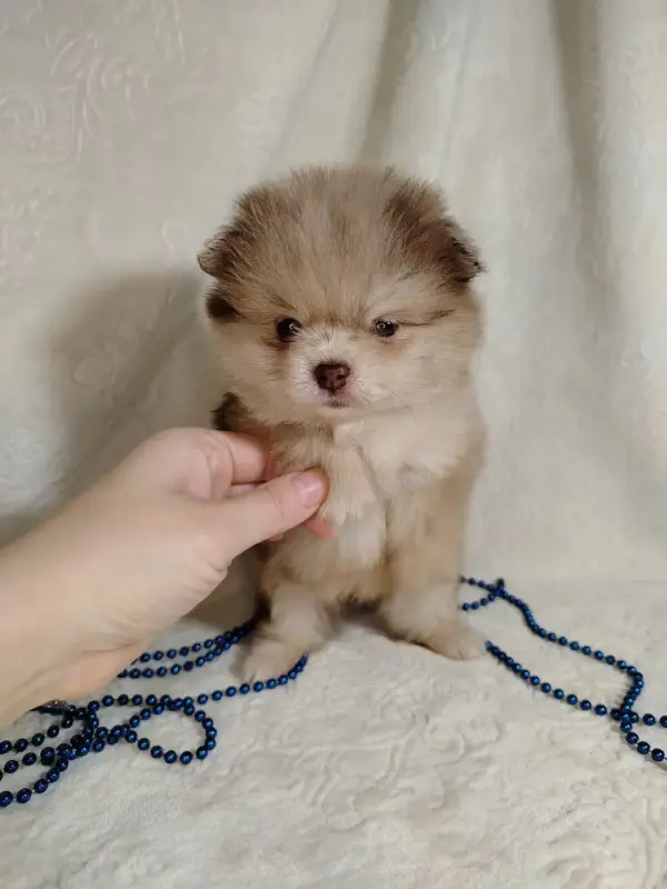 Померанские шпицы мини: шоколадный и мерле. - Вся Беларусь - 231066 - Доска объявлений Kupika.by - Фото 11