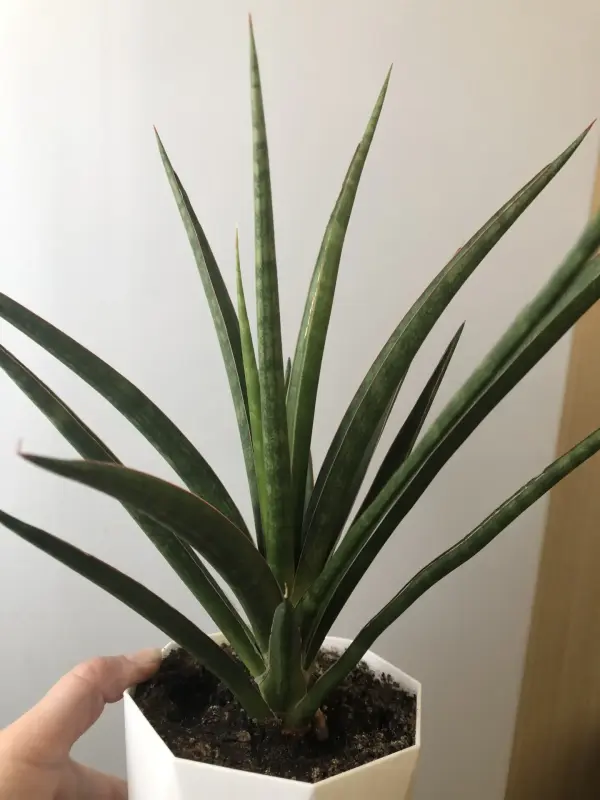 Сансевиерия