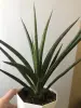 Комнатные растения - Сансевиерия - Вся Беларусь Сансевиерия - Вся Беларусь - 229803 - Доска объявлений Kupika.by