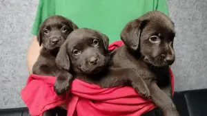 Щенки шоколадного