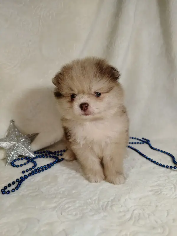 Померанские шпицы мини: шоколадный и мерле. - Вся Беларусь - 231066 - Доска объявлений Kupika.by - Фото 10