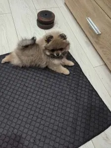 Девочка померанского шпица