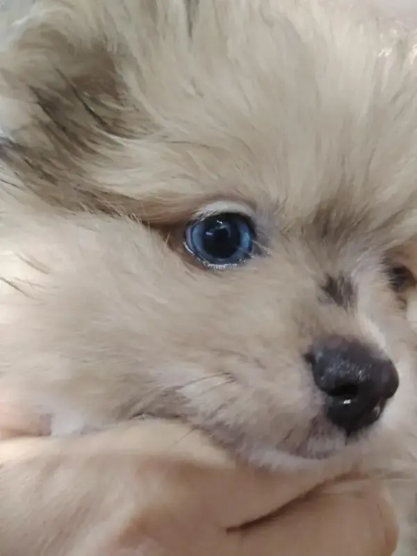 Собаки - Продажа щенков померанского шпица - Вся Беларусь - Фото 8 Продажа щенков померанского шпица - Вся Беларусь - 230323 - Доска объявлений Kupika.by - Фото 8