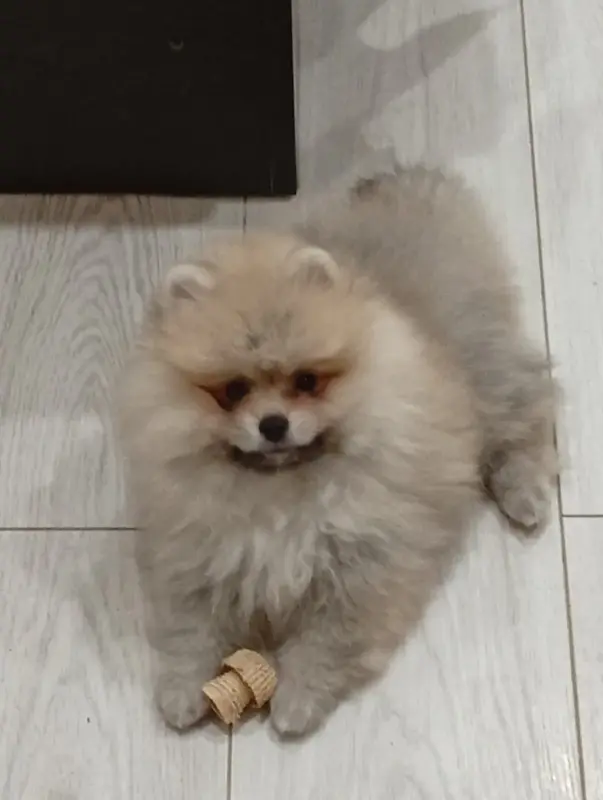 Девочка померанского шпица