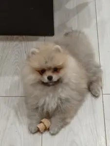 Девочка померанского шпица