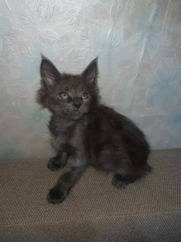 Кошки - Котята мейн-кун - Вся Беларусь - Фото 2 Котята мейн-кун - Вся Беларусь - 229671 - Доска объявлений Kupika.by - Фото 2