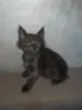 Кошки - Котята мейн-кун - Вся Беларусь - Фото 2 Котята мейн-кун - Вся Беларусь - 229671 - Доска объявлений Kupika.by - Фото 2
