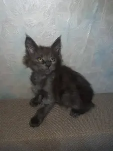 Котята мейн-кун