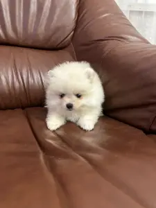 Померанский шпиц