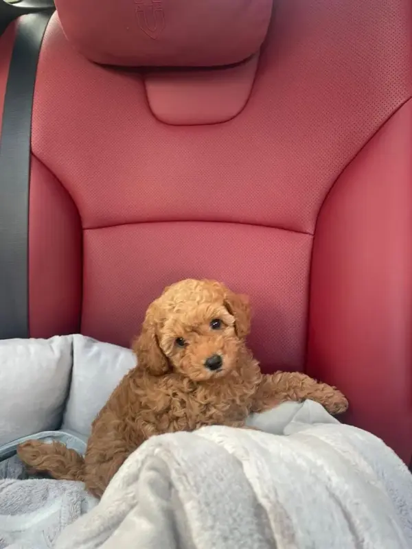 Щенки той-пудель абрикос красный черный