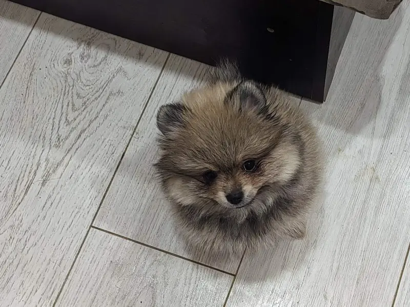 Девочка померанского шпица