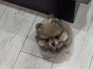 Девочка померанского шпица