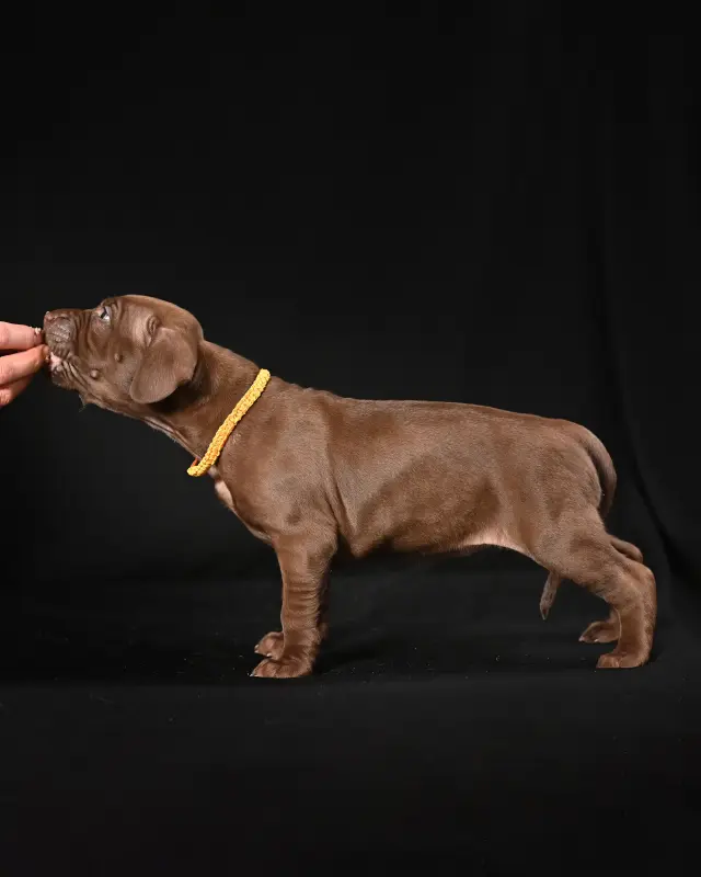 Щенок питбуля