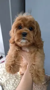 Кавапу щенки