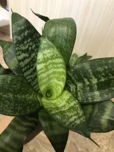 Сансевиерия Ханни Малахит