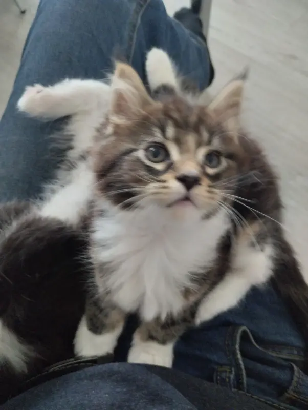 Котенок мейнкун