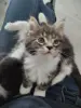 Кошки - Котенок мейнкун - Вся Беларусь Котенок мейнкун - Вся Беларусь - 231444 - Доска объявлений Kupika.by