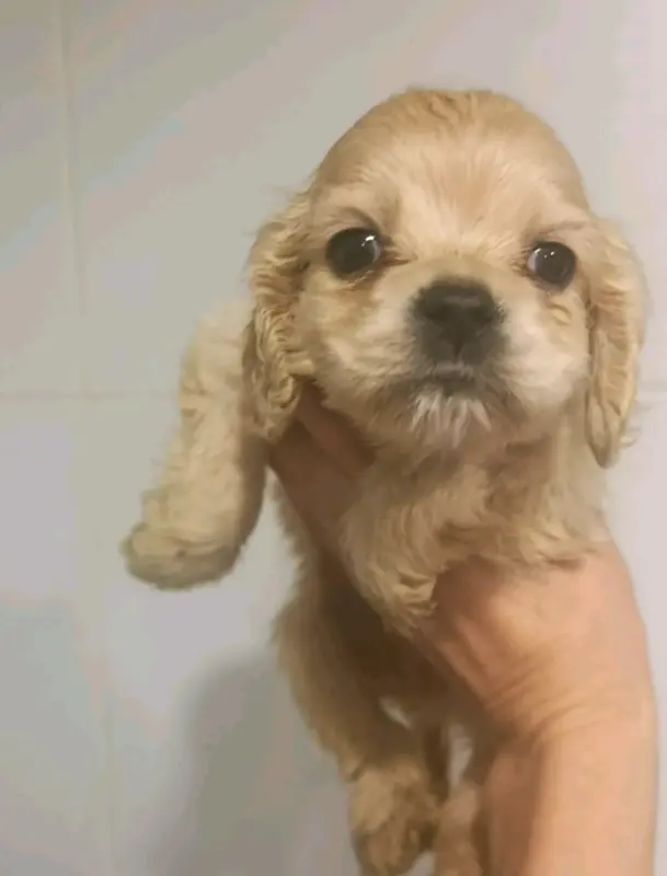 Девочка и мальчик американский кокер спаниель