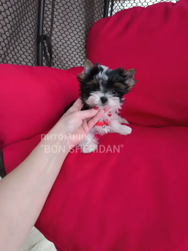 Супер мини девочка