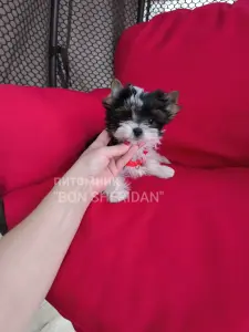 Супер мини девочка