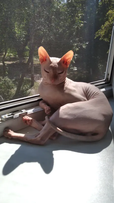 Донской сфинкс