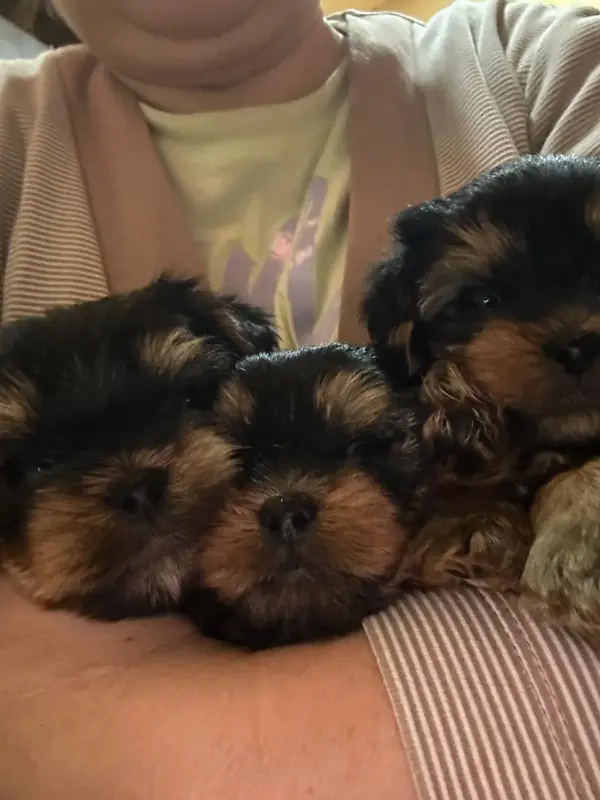 Собаки - Йоркширский терьер - Вся Беларусь - Фото 2 Йоркширский терьер - Вся Беларусь - 230091 - Доска объявлений Kupika.by - Фото 2