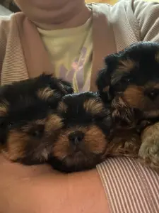 Йоркширский терьер