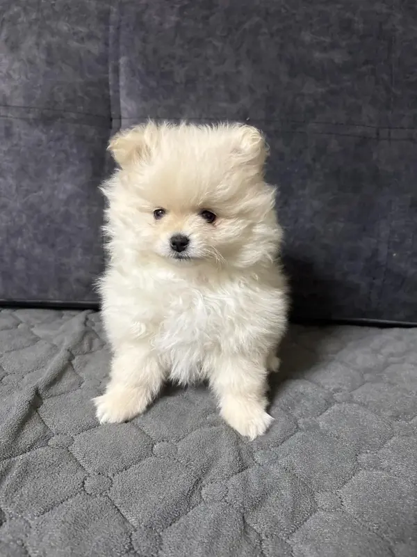 Продам щенка померанского - Вся Беларусь - 230458 - Доска объявлений Kupika.by - Фото 2