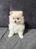 Продам щенка померанского - Вся Беларусь - 230458 - Доска объявлений Kupika.by - Фото 2