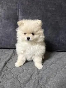 Продам щенка померанского