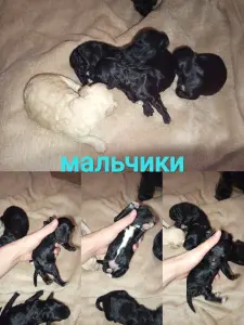 Щенки карликового пуделя