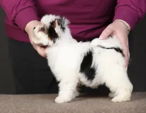 Бивер Йорк девочка