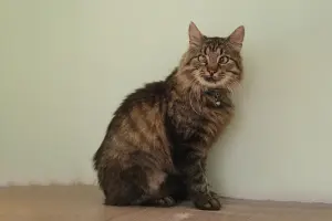 Умный молодой кот Шурик в дар