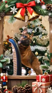 Французский бульдог