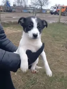 Щенки в поиске домов