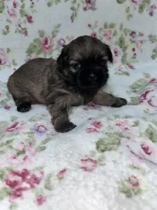 Продажа собак