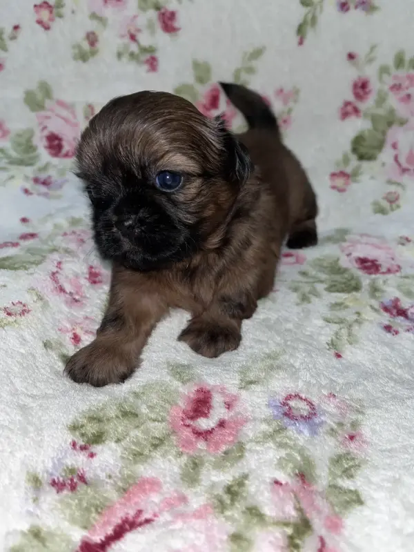 Продажа собак