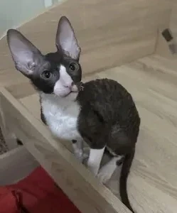 Корниш-рекс мальчик