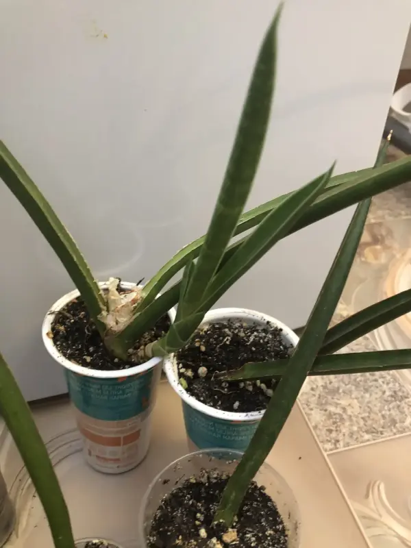 Комнатные растения - Сансевиерия - Вся Беларусь - Фото 2 Сансевиерия - Вся Беларусь - 229803 - Доска объявлений Kupika.by - Фото 2