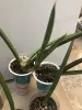 Комнатные растения - Сансевиерия - Вся Беларусь - Фото 2 Сансевиерия - Вся Беларусь - 229803 - Доска объявлений Kupika.by - Фото 2
